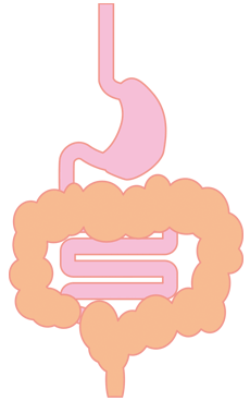 胃腸のイラスト